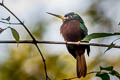 Yellow-billed Jacamar Galbula albirostris albirostris 