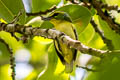 Yellow-browed Shrike-Vireo Vireolanius eximius eximus