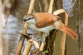 Yellow-chinned Spinetail Certhiaxis cinnamomeus pallidus