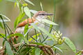 Yellow-chinned Spinetail Certhiaxis cinnamomeus pallidus