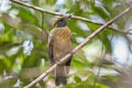 Yellow-crested Manakin Heterocercus flavivertex (Yellow-crowned Manakin)