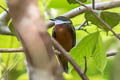 Yellow-crested Manakin Heterocercus flavivertex (Yellow-crowned Manakin)