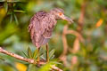 Yellow-crowned Night Heron Nyctanassa violacea caliginis