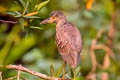 Yellow-crowned Night Heron Nyctanassa violacea caliginis