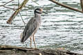 Yellow-crowned Night Heron Nyctanassa violacea caliginis