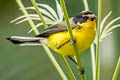 Yellow-crowned Whitestart Myioborus flavivertex