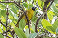 Golden Grosbeak Pheucticus chrysogaster laubmanni