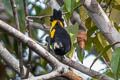 Yellow-rumped Cacique Cacicus cela cela