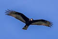 Zone-tailed Hawk Buteo albonotatus