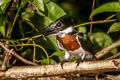 Amazon Kingfisher Chloroceryle amazona