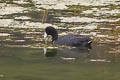 American Coot Fulica americana columbiana