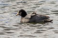 Andean Coot Fulica ardesiaca atrura