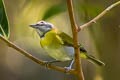 Ashy-throated Chlorospingus Chlorospingus canigularis signatus