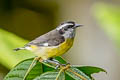 Bananaquit Coereba flaveola intermedia