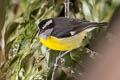 Bananaquit Coereba flaveola intermedia