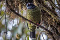 Barred Fruiteater Pipreola arcuata arcuata