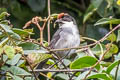 Bay-crowned Brushfinch Atlapetes seebohmi simonsi 