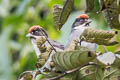 Bay-crowned Brushfinch Atlapetes seebohmi simonsi 