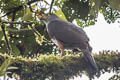 Bicoloured Hawk Accipiter bicolor bicolor