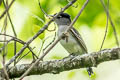 Black-and-white Becard Pachyramphus albogriseus albogriseus