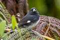 Black-and-white Seedeater Sporophila luctuosa