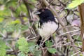 Black-and-white Tanager Conothraupis speculigera