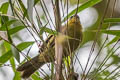 Black-capped Hemispingus Kleinothraupis atropileus