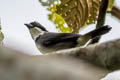 Black-capped Sparrow Arremon abeillei abeillei