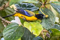 Black-chinned Mountain Tanager Anisognathus notabilis