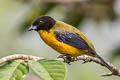 Black-chinned Mountain Tanager Anisognathus notabilis