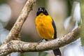 Black-chinned Mountain Tanager Anisognathus notabilis