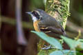 Black-faced Antbird Myrmoborus myotherinus elegans