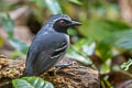 Black-faced Antbird Myrmoborus myotherinus elegans