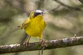 Black-lored Yellowthroat Geothlypis auricularis auricularis