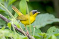 Black-lored Yellowthroat Geothlypis auricularis auricularis