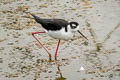 Black-necked Stilt Himantopus mexicanus mexicanus