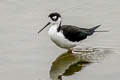 Black-necked Stilt Himantopus mexicanus mexicanus