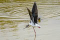 Black-necked Stilt Himantopus mexicanus mexicanus