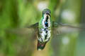 Black-throated Mango Anthracothorax nigricollis