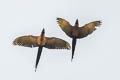 Blue-and-yellow Macaw Ara ararauna