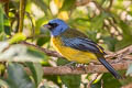 Blue-and-yellow Tanager Rauenia bonariensis darwinii