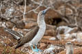 Blue-footed Booby Sula nebouxii excisa