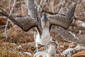 Blue-footed Booby Sula nebouxii excisa