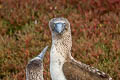 Blue-footed Booby Sula nebouxii excisa