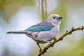 Blue-grey Tanager Thraupis episcopus mediana