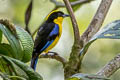 Blue-winged Mountain Tanager Anisognathus somptuosus baezae