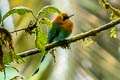 Broad-billed Motmot Electron platyrhynchum