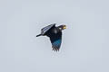 Bronze-winged Parrot Pionus chalcopterus