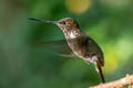 Brown Inca Coeligena wilsoni