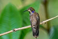 Brown Violetear Colibri delphinae